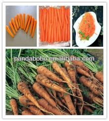 Sweet Fresh Carrot