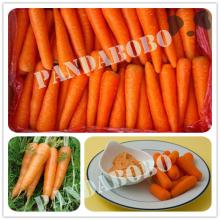 Chinese Own Farm Fresh Carrot