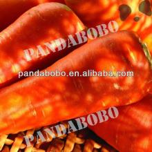Chinese bulk fresh carrot in best quality