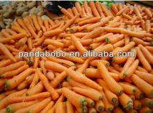 Chinese  bulk   fresh   carrot  vagetable in cheaper price