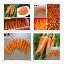 Features bright red fresh Carrot for exporting