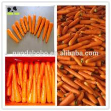 Big size Fresh Carrot for sale in good quality