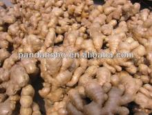 2014 fresh ginger with 10kg carton package with high quality from china
