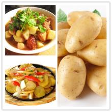 chinese fresh potato market price on hot sale with best quality
