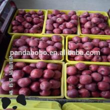  farm   fresh   fruit  chinese apple  fruit  on hot sale