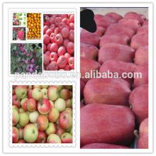 chinese fresh red delicious apple on hot sale