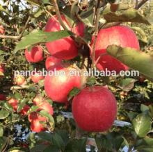 bulk fresh huaniu apple on hot sale with best price