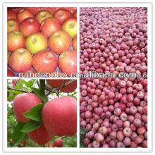 China fresh qinguan apple delicious fruit in season export to all over the world