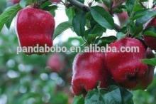 2014 fresh delicious huaniu apple full of nurtrition for sale