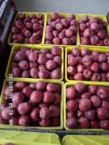 apple fruit  specification  fresh apple fruit on hot sale