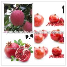 2014 fresh huaniu apple same as washington apple with best price