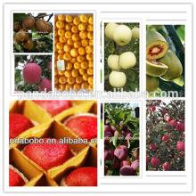fresh chinese red delicious huaniu apple on hot sale with best price
