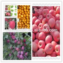 sweet delicious huaniu apple on hot sale with best price