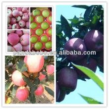 delicious  fresh   qinguan   apple  fruit