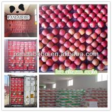 Chinese good quality  best   share  apple slimming fruit in sweet and juicy taste