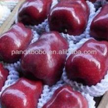 washington apple