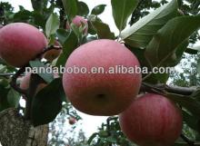 New Fresh Qinguan Apple bulk fresh apples for sale for India/Dubai/Thailand market