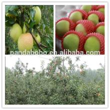 Hot !2014 new crop fresh green gala apples in bulk as a wholesale supplier and exporter