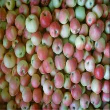 Lowest promotion fresh delicious sweet gala apple fruit export in china in fruit market price