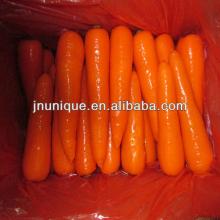 new and fresh bulk carrot