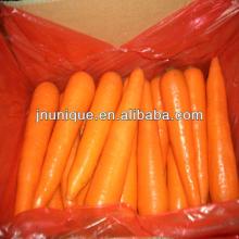 china new crop fresh whole carrot for sale