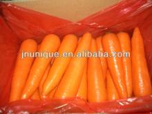 2012 china new crop fresh bulk carrot for sale