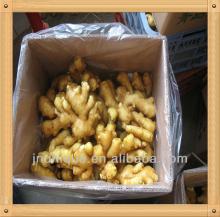 yellow ginger crops/ dry fresh spices