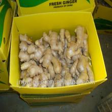 fresh vegetable/china mature dried ginger