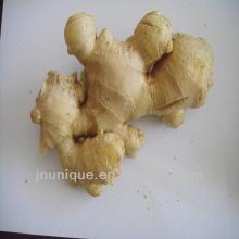  fresh  china mature fat  ginger / fresh   vegetable 