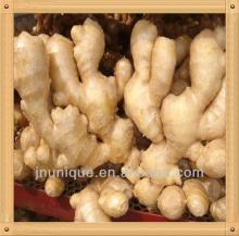 fresh penang yellow  ginger   crop s/ plant tissue culture labs