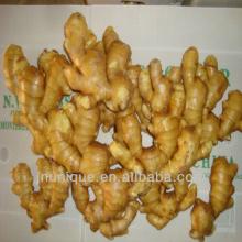  importer s of  spices  yellow ginger crops/ plant tissue culture labs