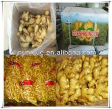 fresh vegetable,fresh ginger on www.alibaba.com