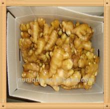 export in reefer container yellow ginger crops/ plant tissue culture labs