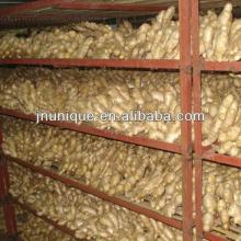 price of fresh ginger for import,china mature fresh ginger