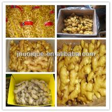 Professional Fresh Ginger-Half Dry Ginger-Air Dry Ginger