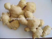 Good flavor Shandong ginger find buyer