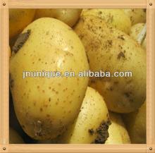 china fresh sweet potato