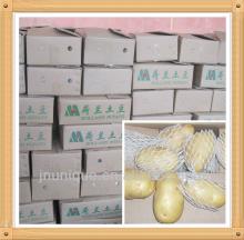 Fresh Potato Fresh Chinese Holland Potato /potatoes bulk