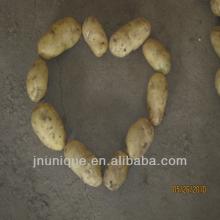 chinese fresh potatos importers/