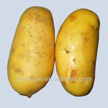 potatoes supplier /fresh potato factory