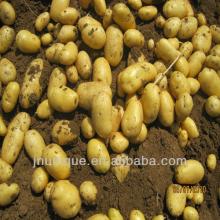chinese fresh  potato s importers/ potato   bag   10kg 