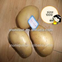 high quality long fresh holland potato factory supplier