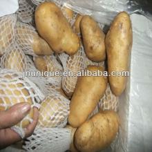 big fresh holland potato