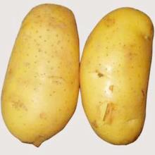 Chinese fresh potato 2013