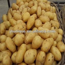 2013 new crop fresh potato