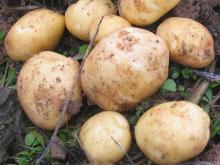 Fresh Yellow Potatoes hot sale