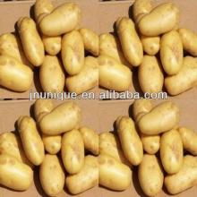 GAP  FARM FRESH POTATO ,2013CROP