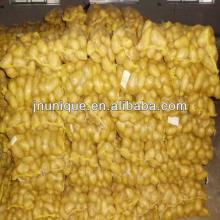 vegetable  export  fresh potato