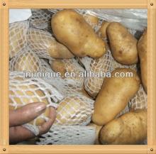 2013 new crop fresh holland potato