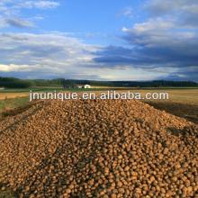 2013 new crop sweet holland potato